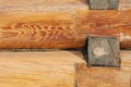 Texture of natural wood close up. New log house. Yellow lacquered wood. Royalty Free Stock Photo