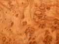 The texture of natural wood is the root of oak. Wood veneer for furniture production Royalty Free Stock Photo