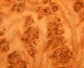 The texture of natural wood is the root of oak. Wood veneer for furniture production Royalty Free Stock Photo