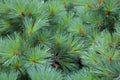 Branch of a luxuriant spruce Royalty Free Stock Photo