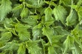 Texture nettle plant `Urtca` young green nettle background Royalty Free Stock Photo