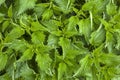 Texture nettle plant `Urtca` young green nettle background Royalty Free Stock Photo