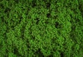 Texture o f green stabilized moss for background Royalty Free Stock Photo