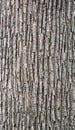 Surface of Oak bark on tree trunk, macro, background or texture