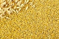 Texture from oat grains with stalks of oats Royalty Free Stock Photo