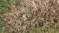 Texture ofDry grasses, the beauty that nature creates all around us.