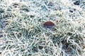 Texture og grass covered with ice