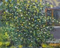 Texture oil painting on canvas Green flowering bush of jasmine near the house