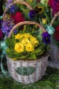 Texture oil painting Contemporary abstract art for background - Yellow flower. Spring flowers in the basket. Royalty Free Stock Photo