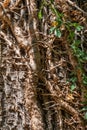 Texture of the old bald cypress tree bark covered by lianes