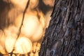 Texture of old bark on the sunset light background. Golden hour light background Royalty Free Stock Photo