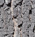 Texture of old black cracked bark