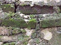 Texture of old brick wall with moss Royalty Free Stock Photo