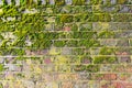 Texture of an old brick wall with moss Royalty Free Stock Photo