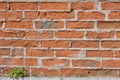 Texture of old brickwork with a sprouting tree sprout, brick wall background with grass