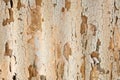 The texture of an old colored asbestos house roof in a village or an old painted fence of shiver slate