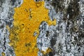 Texture of old concrete grunge wall with lichen moss mol