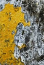 Texture of old concrete grunge wall with lichen moss mol Royalty Free Stock Photo