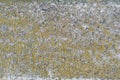 Texture of old concrete grunge wall with lichen moss mol. Solid, antique. Royalty Free Stock Photo