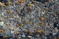 Texture of old concrete slabs. Beautiful stone concrete surface covered with lichen and moss for a natural background. The lichen Royalty Free Stock Photo