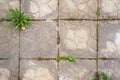 The texture of the old concrete tiles with a pattern, a flower of dandelion sprouted through concrete