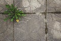 The texture of the old concrete tiles with a pattern, a flower of dandelion sprouted through concrete