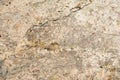 Texture of the old concrete wall with a damaged surface and small cracks Royalty Free Stock Photo