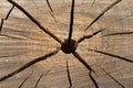 Texture of the old cracked stump Royalty Free Stock Photo