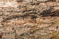 Texture of an old cracked tree that has undergone weathering Royalty Free Stock Photo