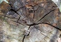 Texture of an old cracked tree. Sawn old log. Wood texture for background Royalty Free Stock Photo