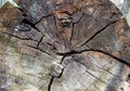 Texture of an old cracked tree. Sawn old log. Wood texture for background