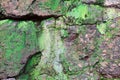 Texture of old cracked wall covered with green moss close-up Royalty Free Stock Photo