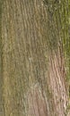 Texture of an old cypress tree surface Royalty Free Stock Photo