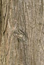 Texture of an old cypress tree surface Royalty Free Stock Photo