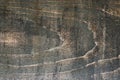 Texture of dark wood close-up. Natural background Royalty Free Stock Photo