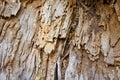 The texture of the old destroyed tree. Background for nature and plants Royalty Free Stock Photo