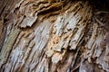 The texture of the old destroyed tree. Background for nature and plants Royalty Free Stock Photo