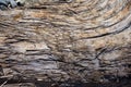 Texture of old driftwood, washed up by the sea Royalty Free Stock Photo