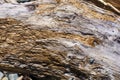 Texture of old driftwood, washed up by the sea Royalty Free Stock Photo