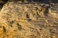 Texture of old driftwood, washed up by the sea Royalty Free Stock Photo