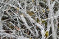 Texture of old dry rotten little thin old sticks, twigs, straws with knots and dry leaves with cracks covered with moss vylzy view