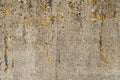 Texture of old gray concrete wall with orange moss Royalty Free Stock Photo