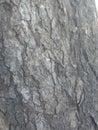 texture of old munggur tree Royalty Free Stock Photo