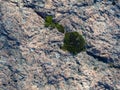 Texture of old natural mossy stone