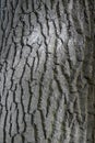 Texture of old oak bark close up