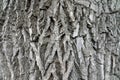 texture of old oak bark for the whole frame Royalty Free Stock Photo