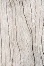 Texture old oak wood background , dirty old wooden Royalty Free Stock Photo