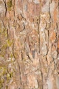 Texture of old peeling birch bark partially covered with moss or fungus, abstract background