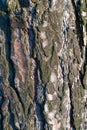 Texture of old pine bark Royalty Free Stock Photo