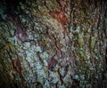 The texture of the old pine forest. Background of tree bark Royalty Free Stock Photo